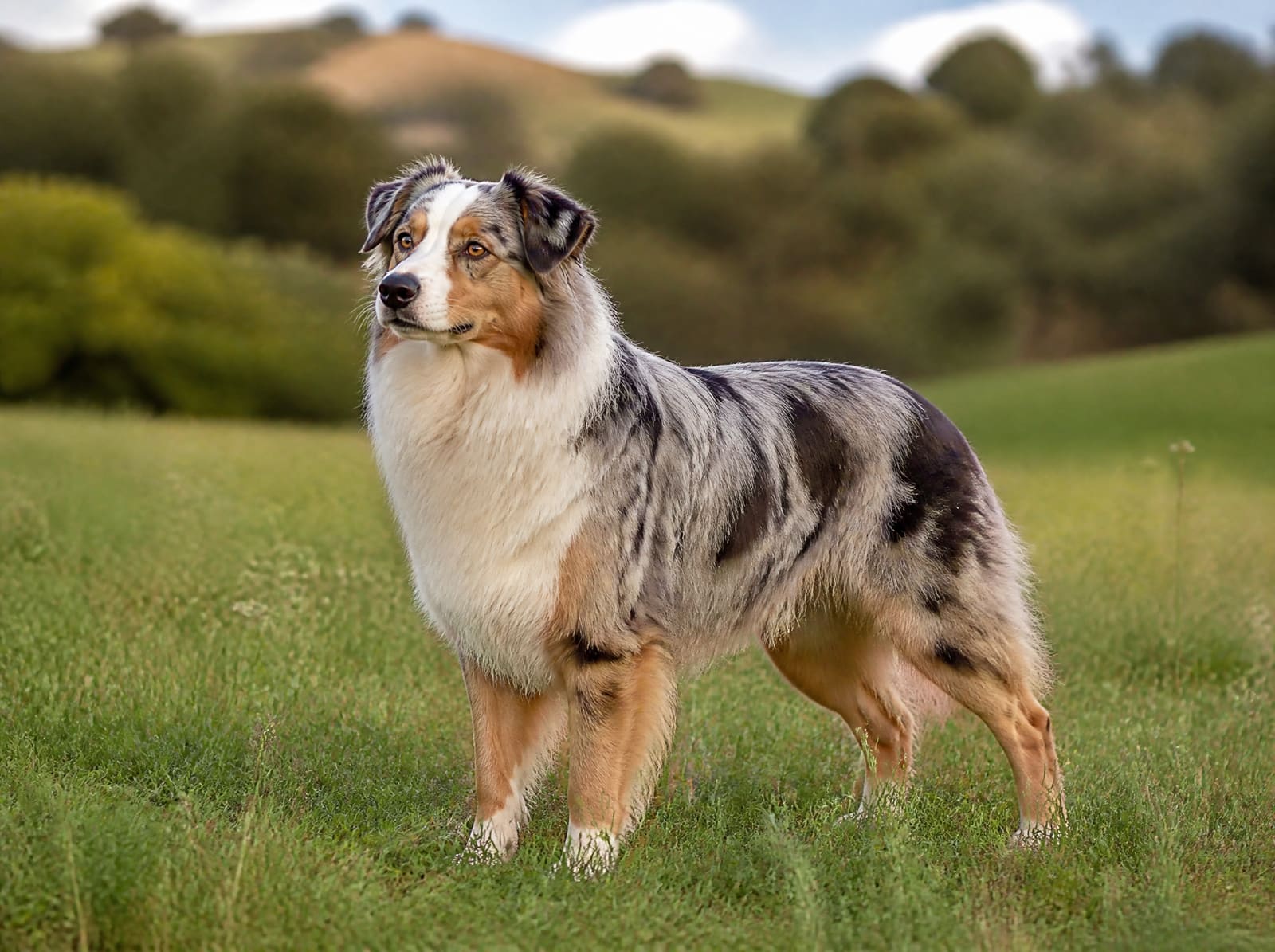Berger Australien