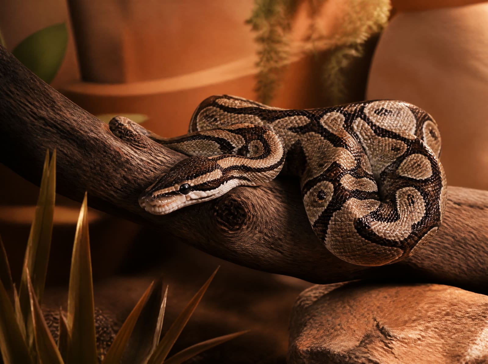 Python royal